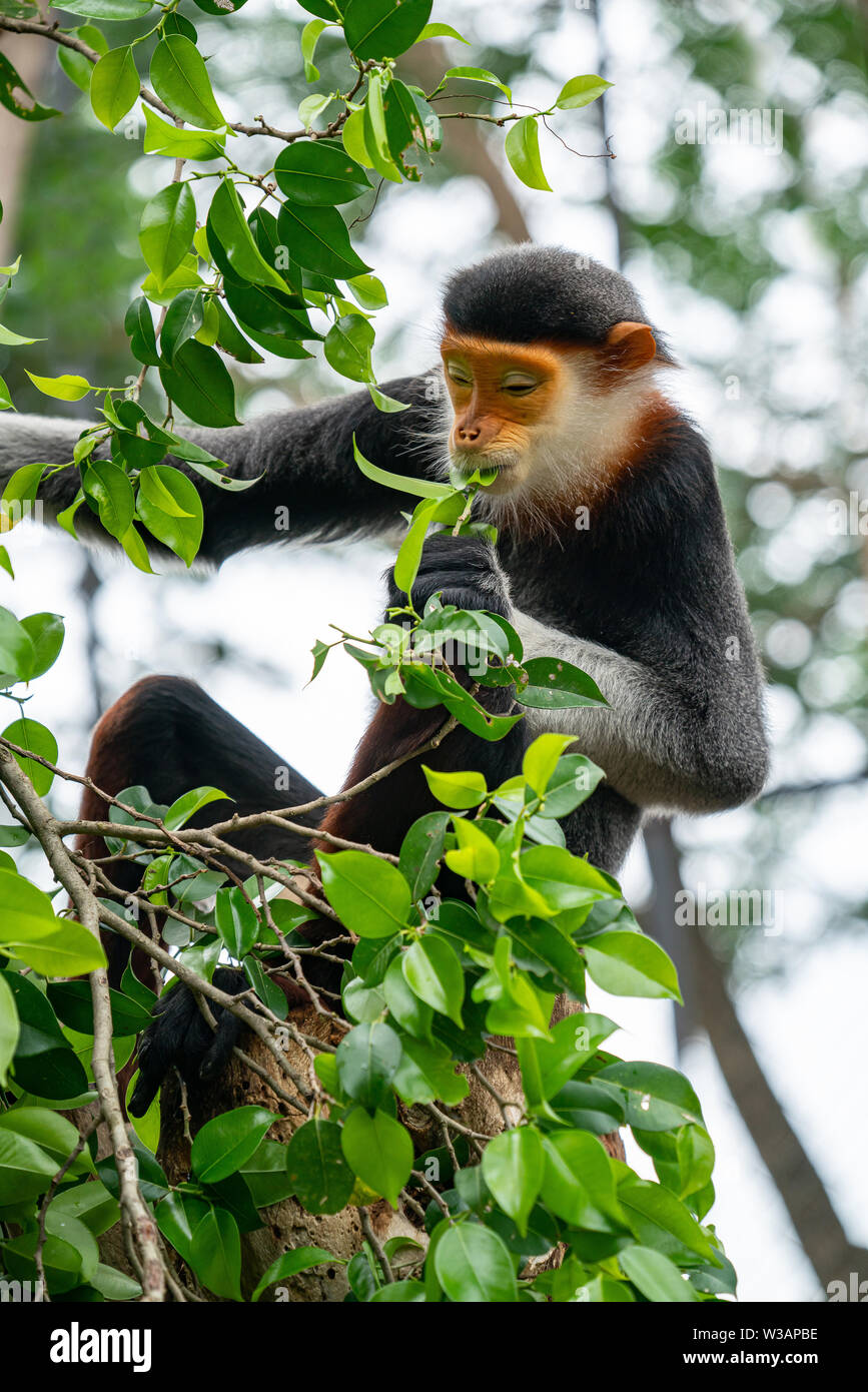 Verhalten der Roten shanked Les Marines Langur (Pygathrix nemaeus) Stockfoto