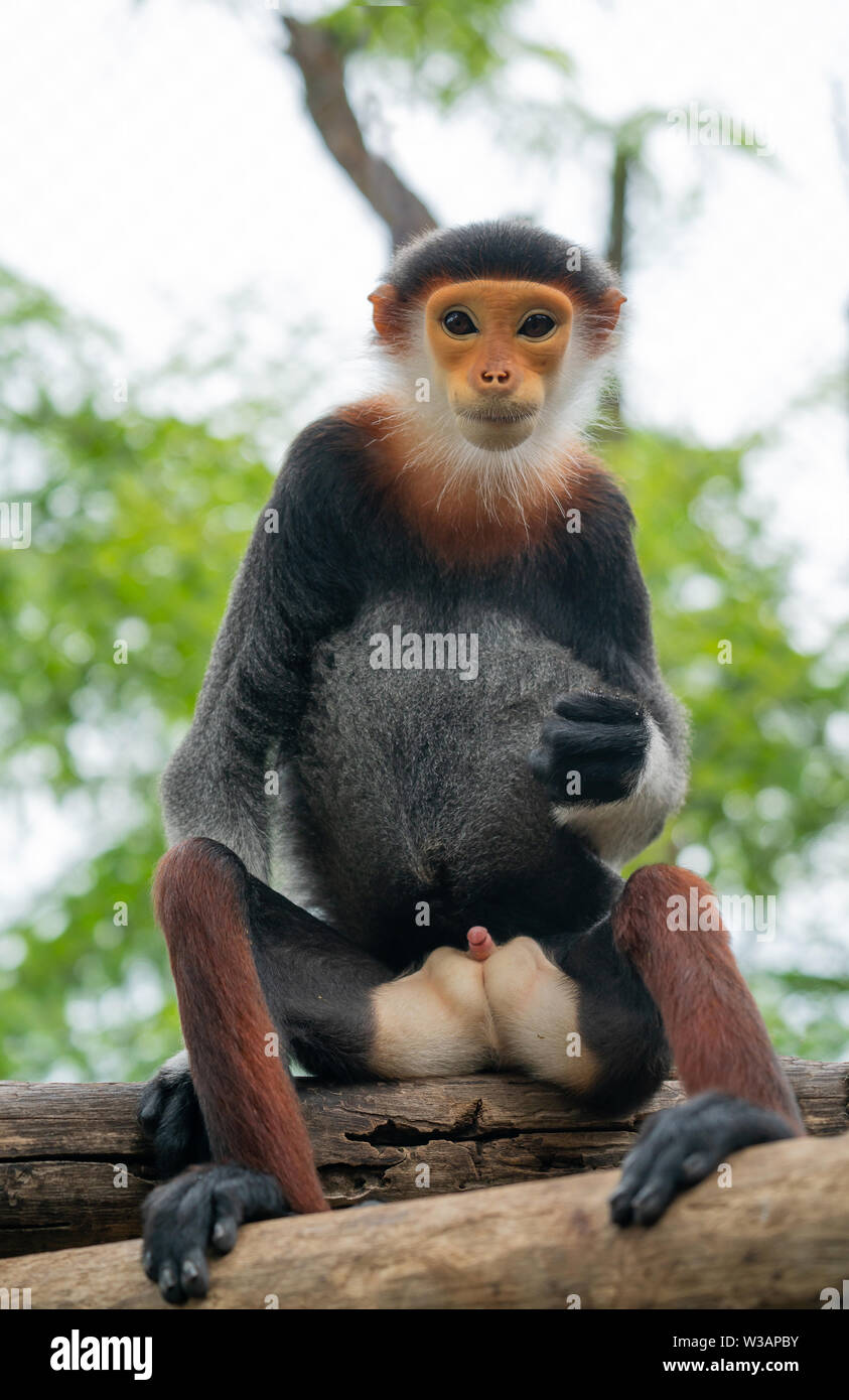 Verhalten der Roten shanked Les Marines Langur (Pygathrix nemaeus) Stockfoto