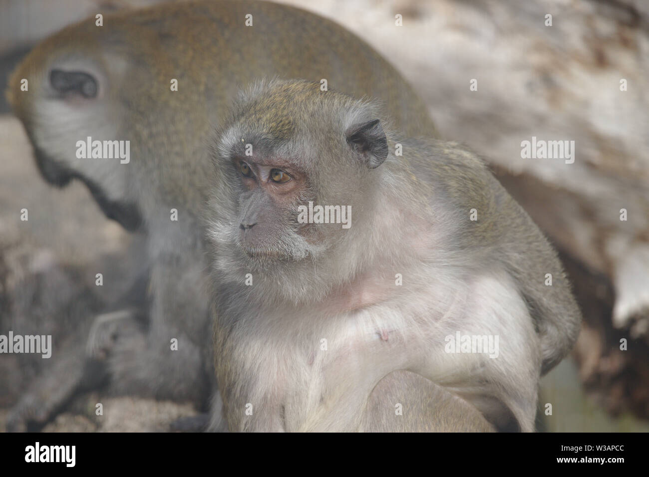 Alte Affe sitzen und beobachtete mit einem anderen im Hintergrund Stockfoto