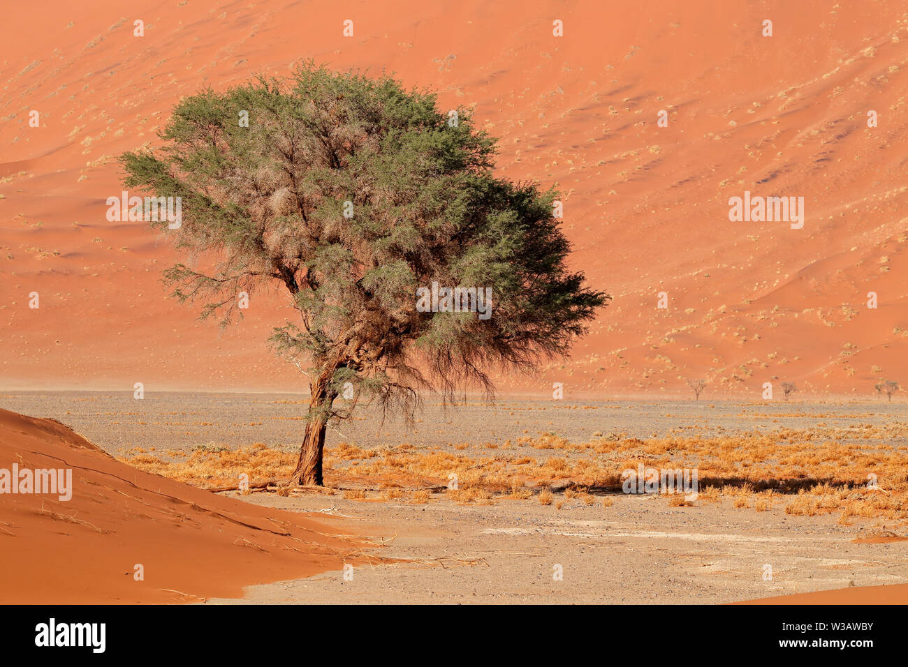 Große rote Sanddüne mit Thorn Tree, Sossusvlei, Namib, Namibia Stockfoto