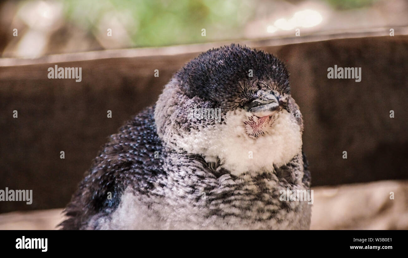 Kleine Pinguine auf Penguin Island, Rockingham Western Australia Stockfoto