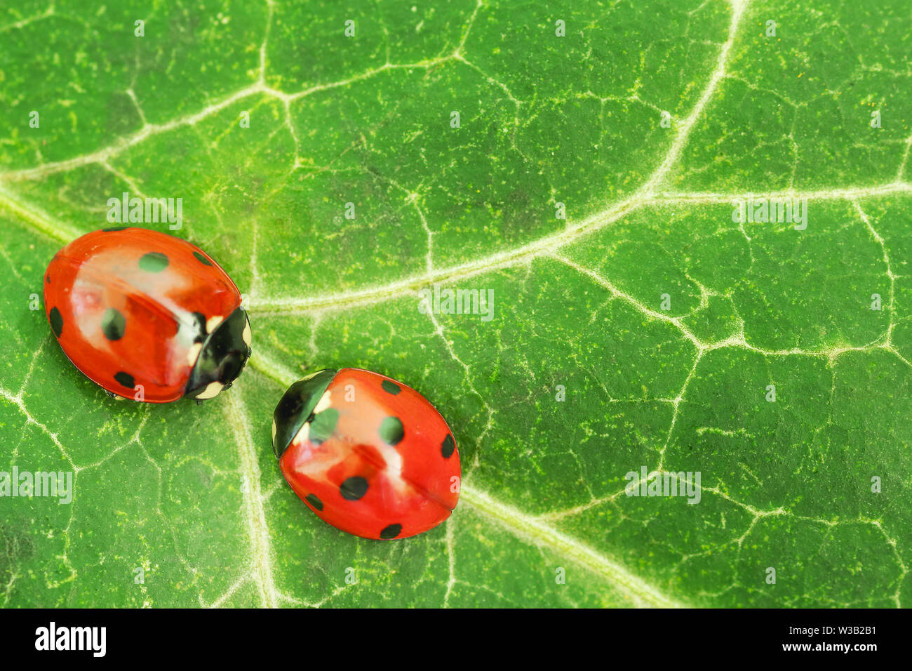 Makroaufnahme der beiden roten Marienkäfer gegeneinander stehend auf einem grünen Blatt. Stockfoto