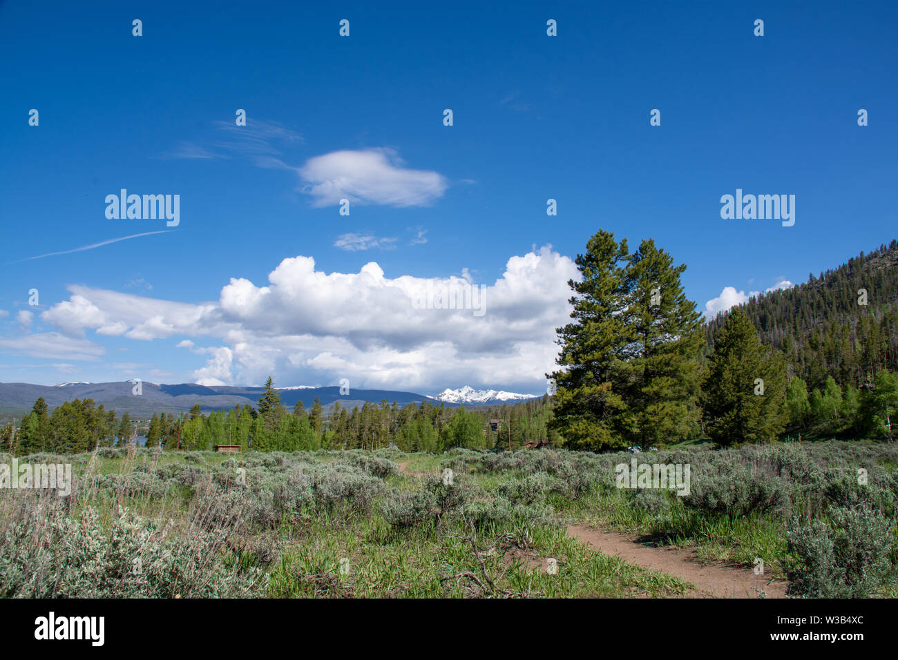 Wiese in der Nähe von Grand Lake, Colorado, USA Stockfoto