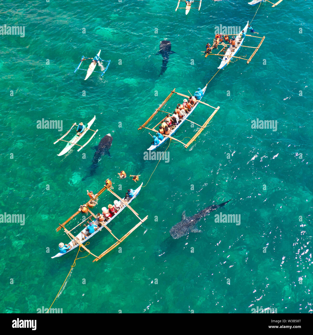 Touristen beobachten Walhaie in der Stadt Oslob, Philippinen, Luftbild. Sommer und Reisen Urlaub Konzept. Stockfoto