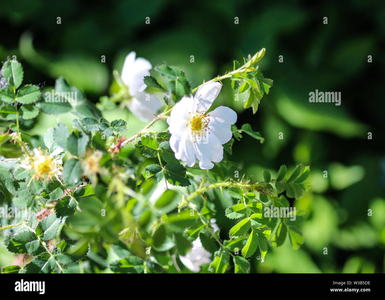 Nahaufnahme der Salbei leaved Rock Rose oder salvia Zistrosen (Cistus salviifolius) Stockfoto