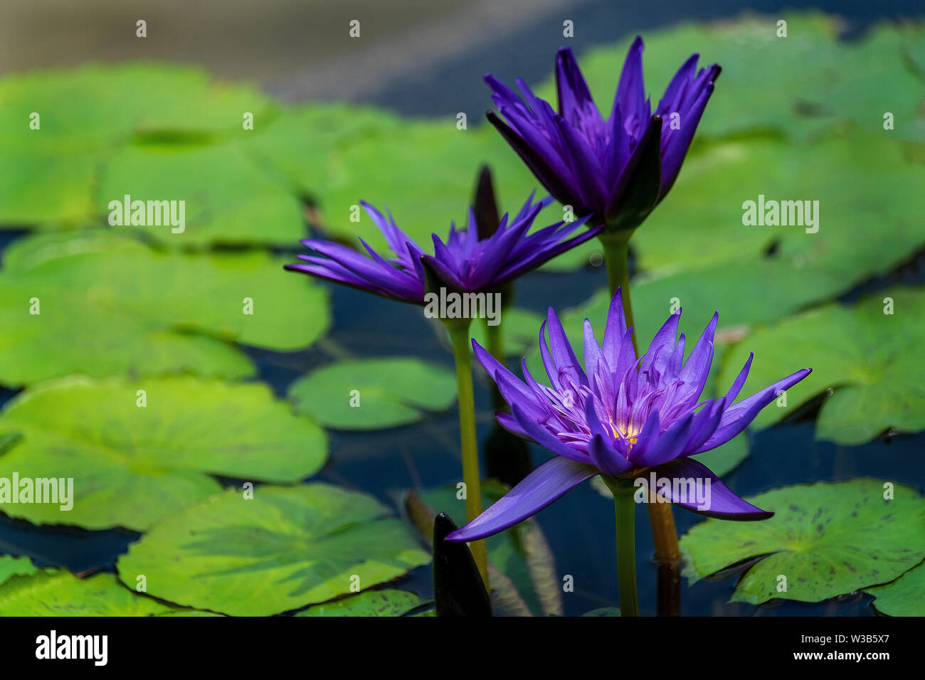 Schönen Lila Lilie Blumen in voller Blüte durch die lily Pad umgeben Blätter Stockfoto