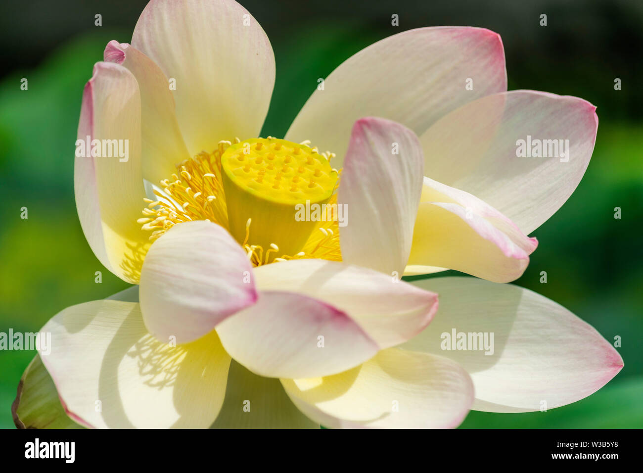 Der Lotus Blüte in voller Blüte zeigen ihre Schönheit, mit dem zentralen Seed pod, bevor es vollständig entwickelt Stockfoto