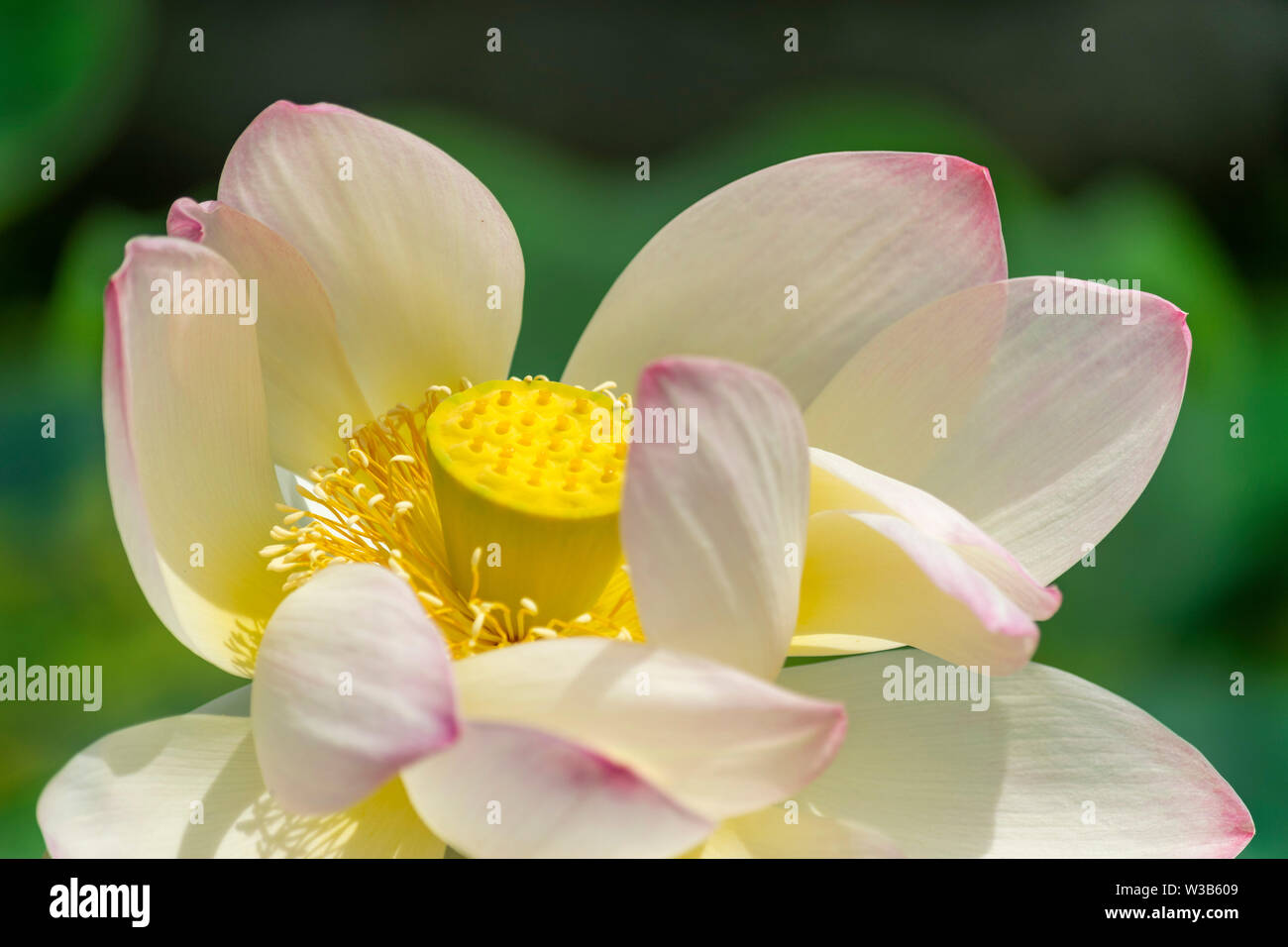Der Lotus Blüte in voller Blüte zeigen ihre Schönheit, mit dem zentralen Seed pod, bevor es vollständig entwickelt Stockfoto