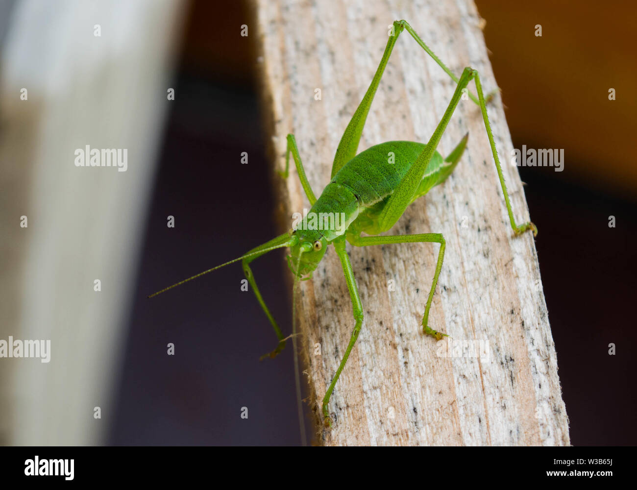 Grüne Heuschrecke Stockfoto