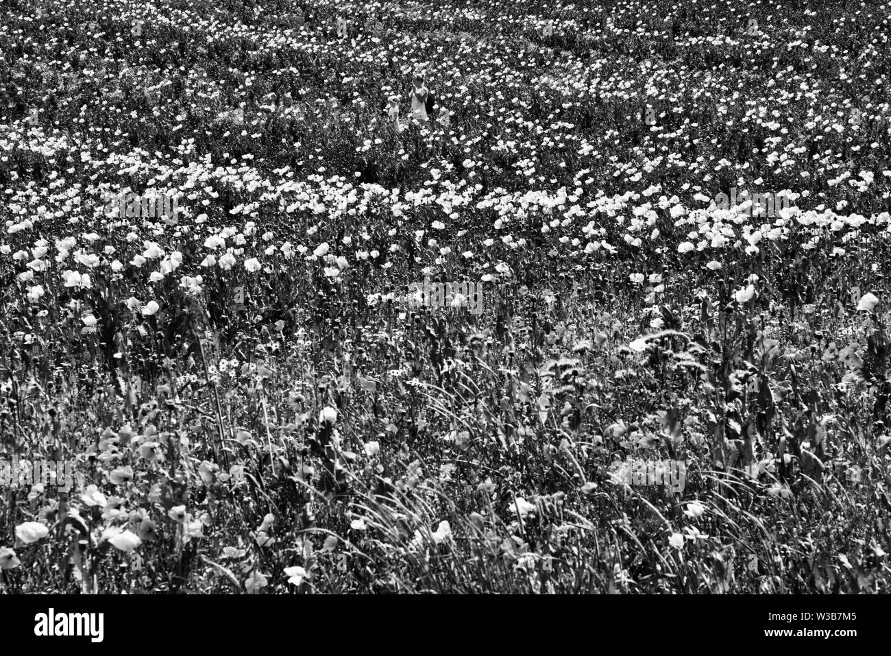 Schlafmohn und roten Mohnblumen Feld, Germerode, Werra-Meißner-Kreis, Hessen, Deutschland Stockfoto