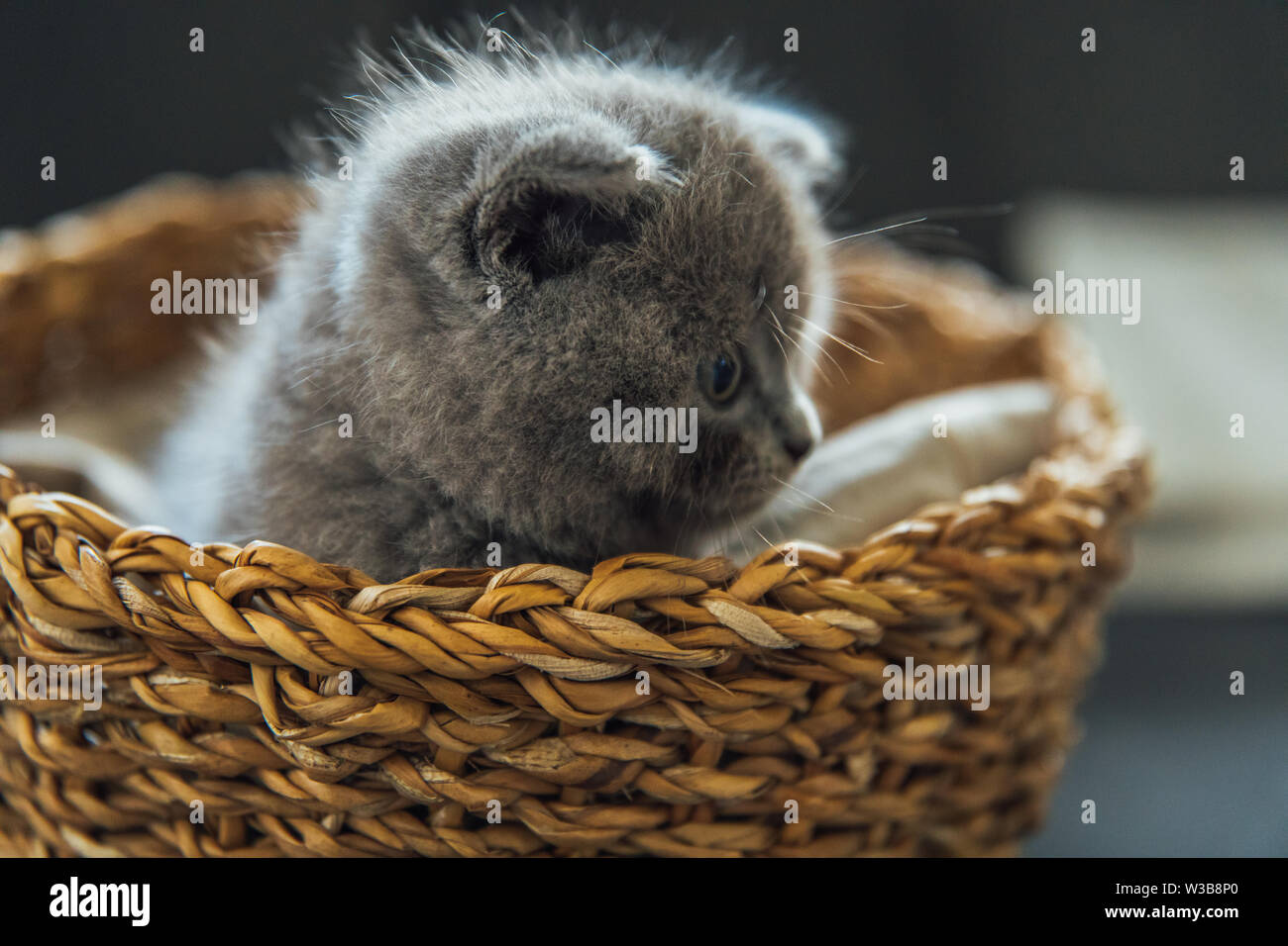 Cute Pet Portrait Schön Und Flauschig Grau Scottish Fold