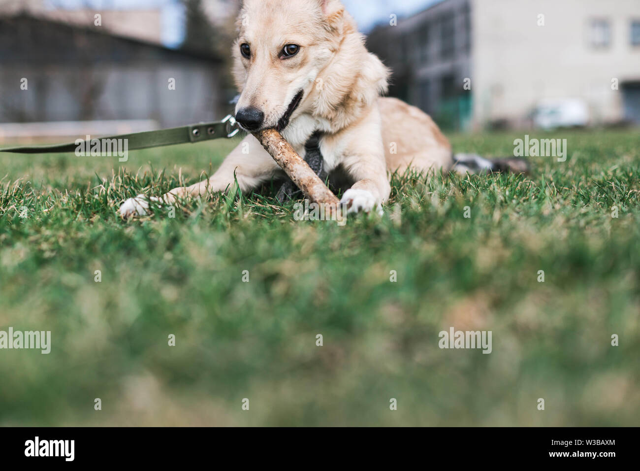 Beige schöner Hund, Husky Knabbereien ein Stick Stockfoto