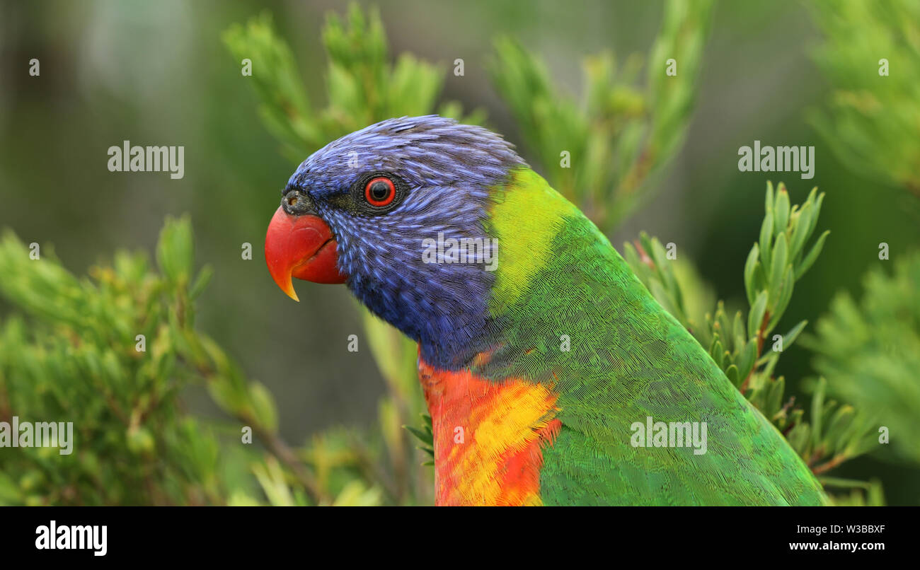 Allfarblori Papagei in Australien Stockfoto