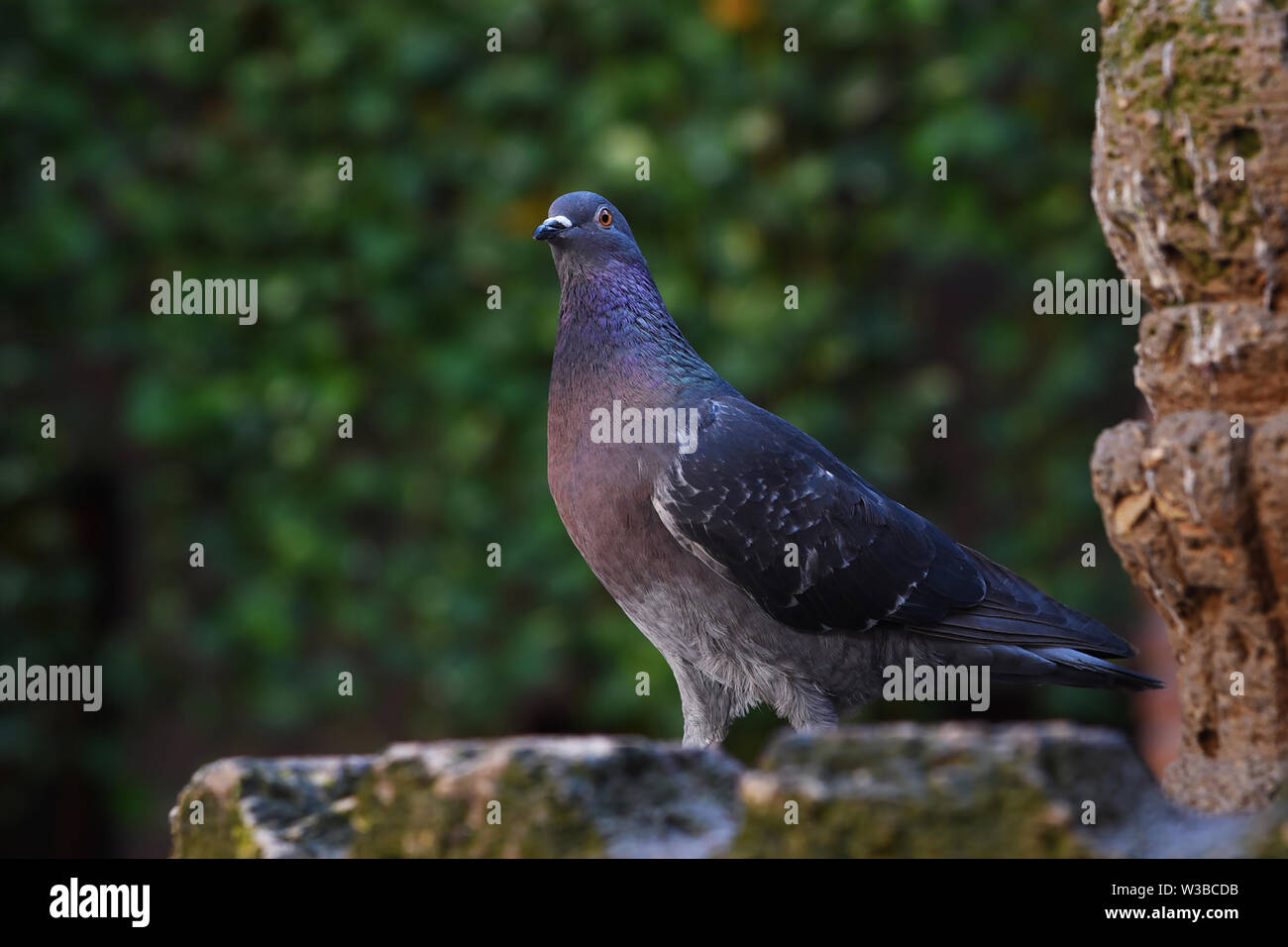 Starrte Taube Stockfoto