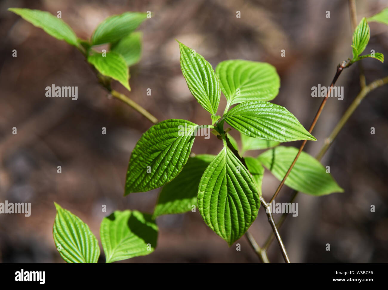 Frühling, grünes Blatt Stockfoto