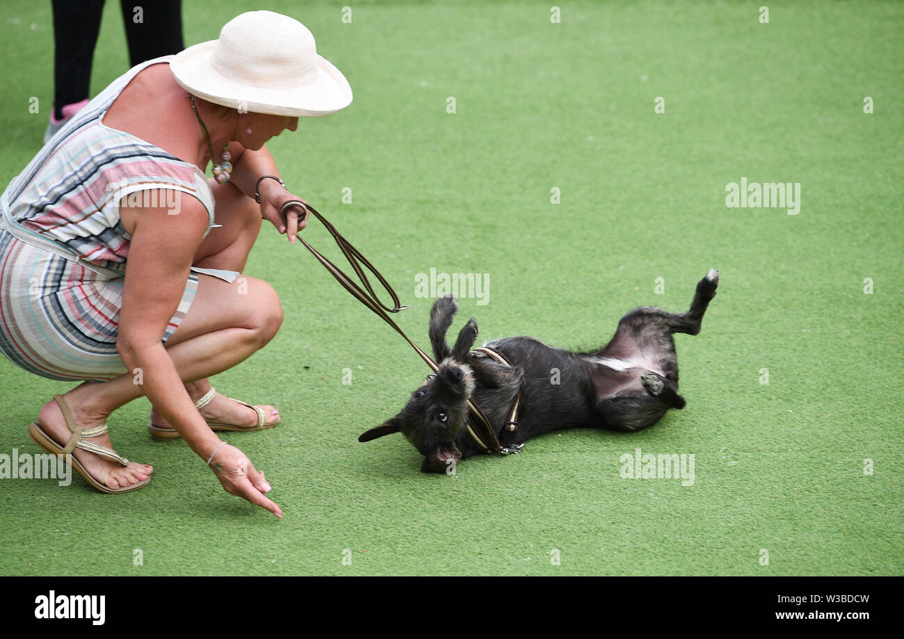 Brighton UK 14. Juli 2019 - Darcy genießt einige Rock'n'Roll mit Besitzer Claire Andrews an der Weltpremiere der Doggy Pop Bingo Disco Show im Brighton Open Air Theater heute statt. Foto: Simon Dack/Alamy leben Nachrichten Stockfoto