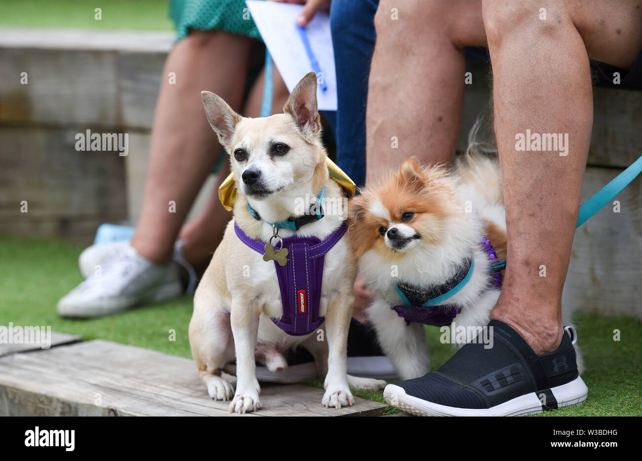 Brighton UK 14. Juli 2019 - Hunde und ihre Besitzer zu erhalten, die für eine Mischung aus Disco und ein Spiel von Bingo, da sie Teil der Welt Premier der Doggy Pop Bingo Disco Show im Brighton Open Air Theater heute. Foto: Simon Dack/Alamy leben Nachrichten Stockfoto