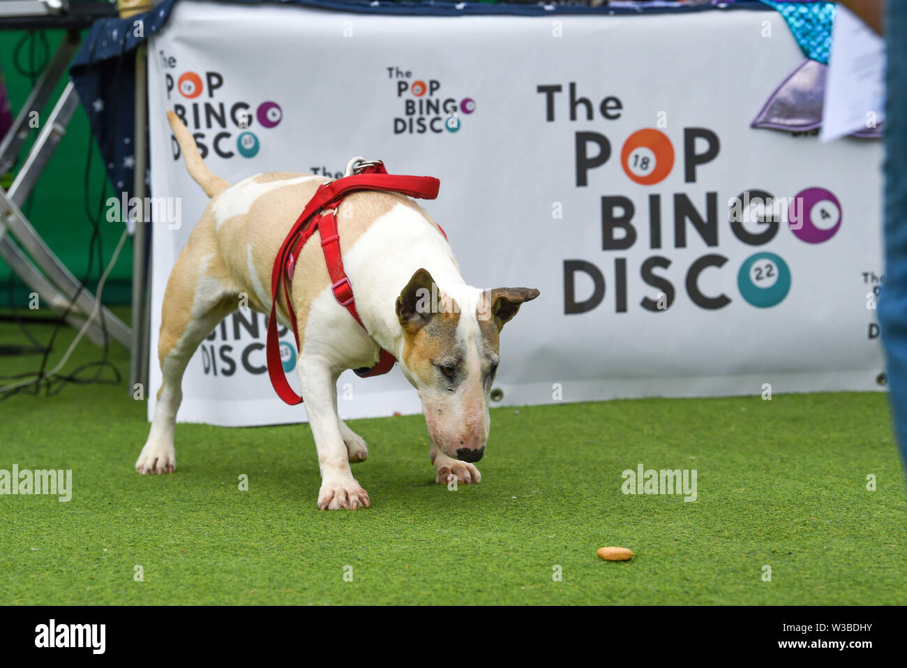 Brighton UK 14. Juli 2019 - Hunde und ihre Besitzer zu erhalten, die für eine Mischung aus Disco und ein Spiel von Bingo, da sie Teil der Welt Premier der Doggy Pop Bingo Disco Show im Brighton Open Air Theater heute. Foto: Simon Dack/Alamy leben Nachrichten Stockfoto