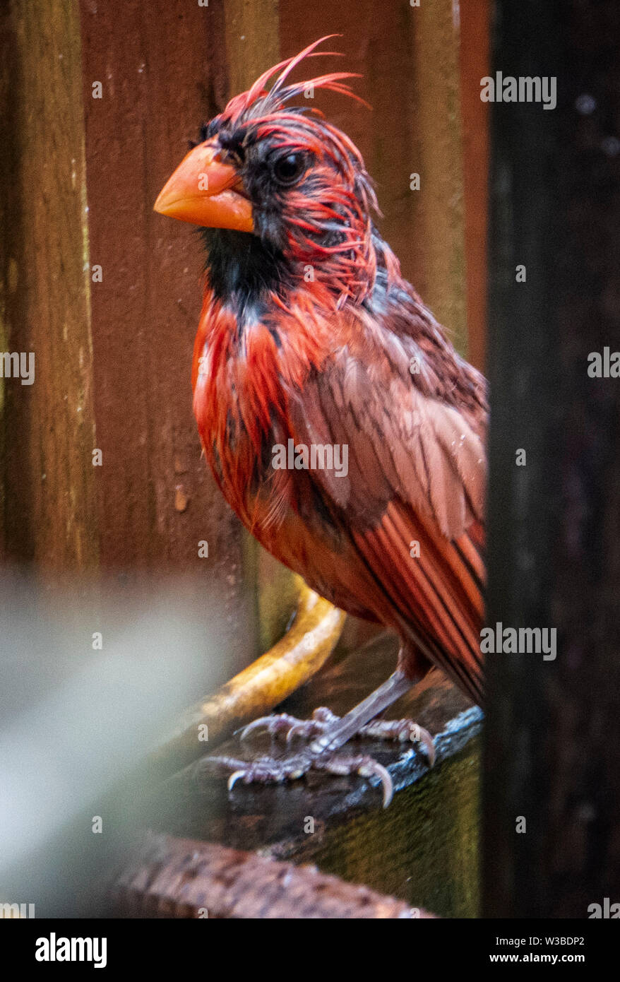 Nassen Federn Stockfoto