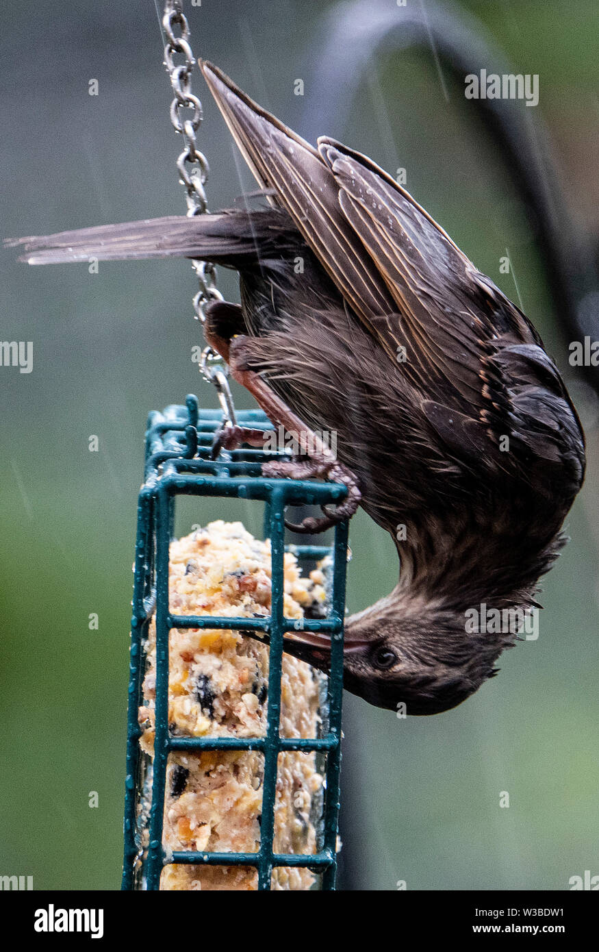 Picken Stockfoto