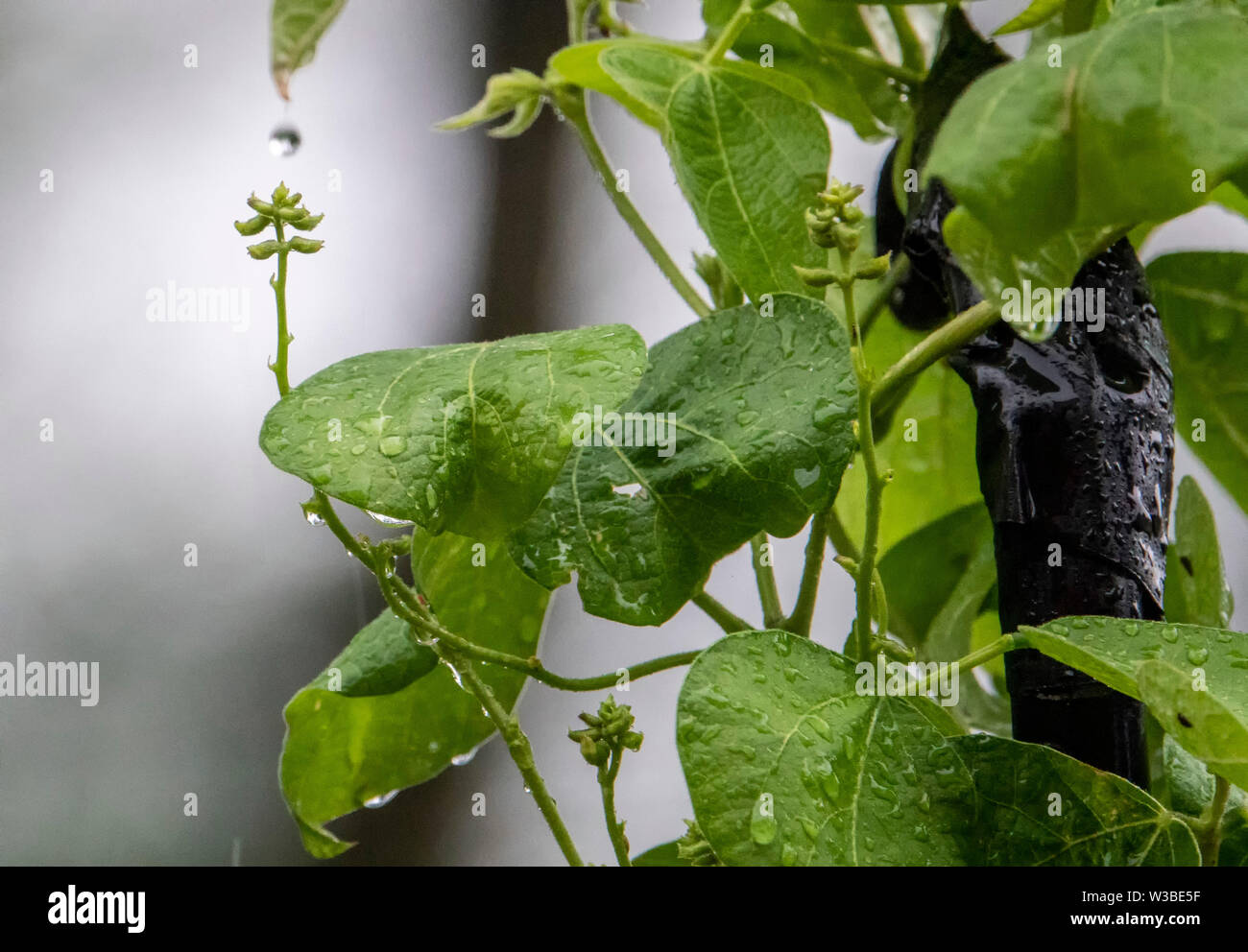 Nass in den Garten Stockfoto