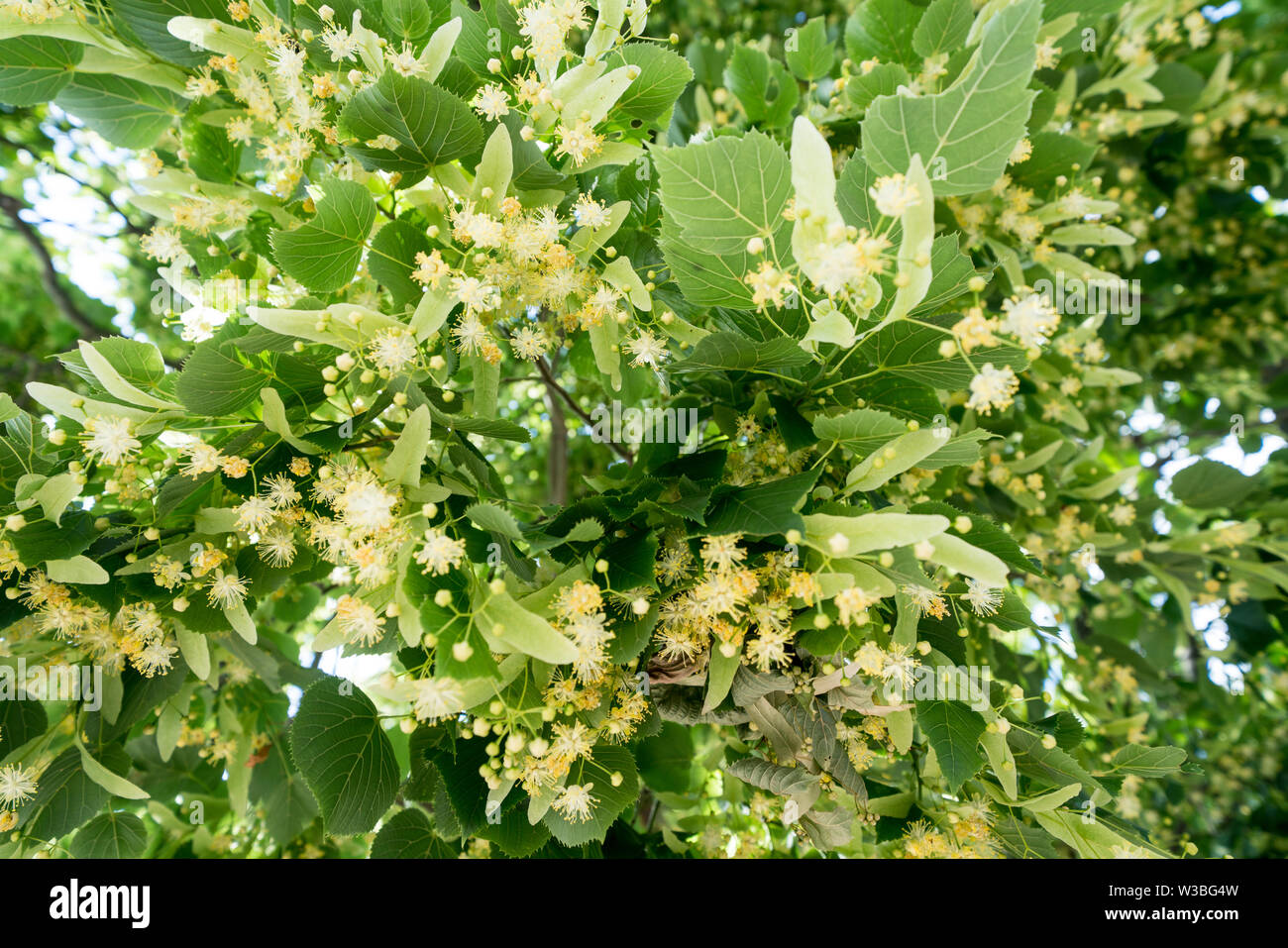 Blühende Lime Tree Stockfoto