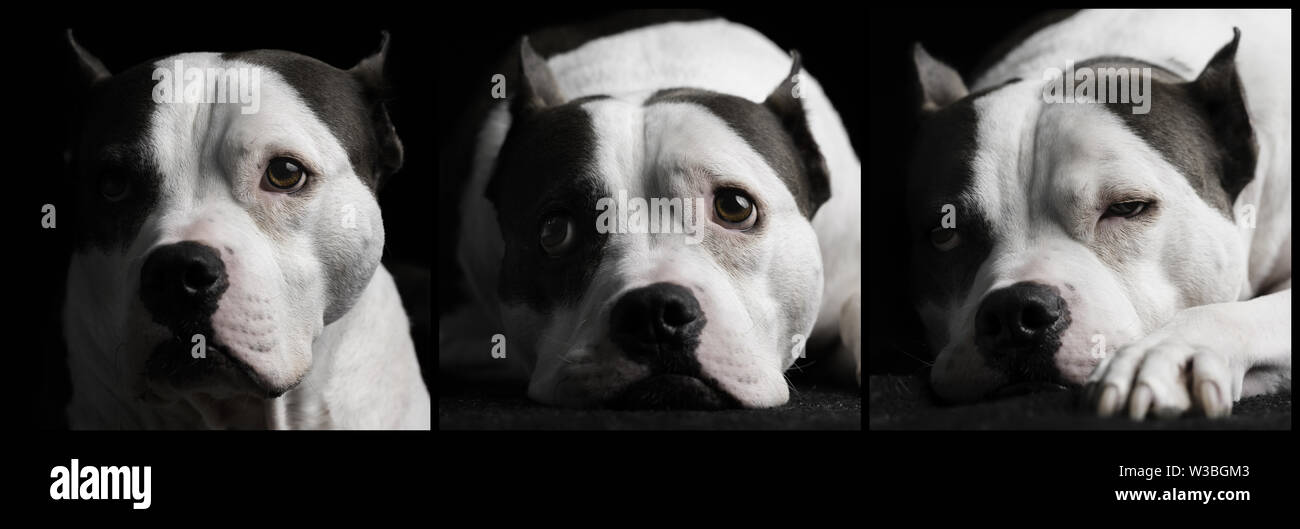 Ein Triptychon von einem American Staffordshire Terrier Hund studio Porträts Stockfoto