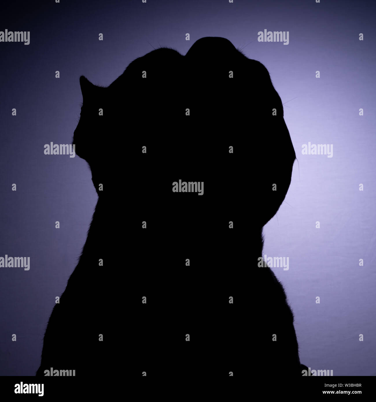 Silhouette Porträts eines American Staffordshire Terrier Pit Bull Dog Stockfoto