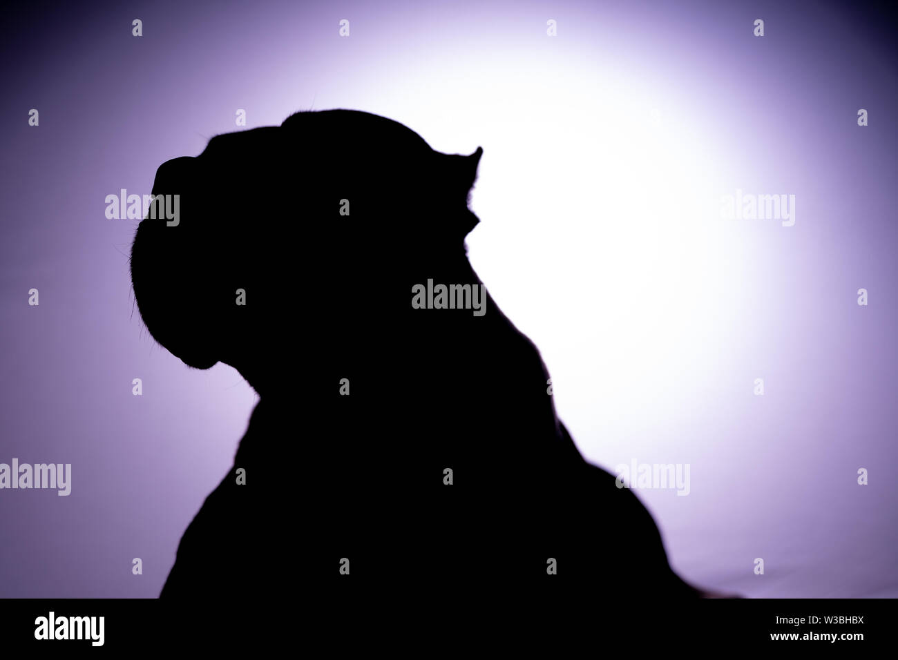 Silhouette Porträts eines American Staffordshire Terrier Pit Bull Dog Stockfoto