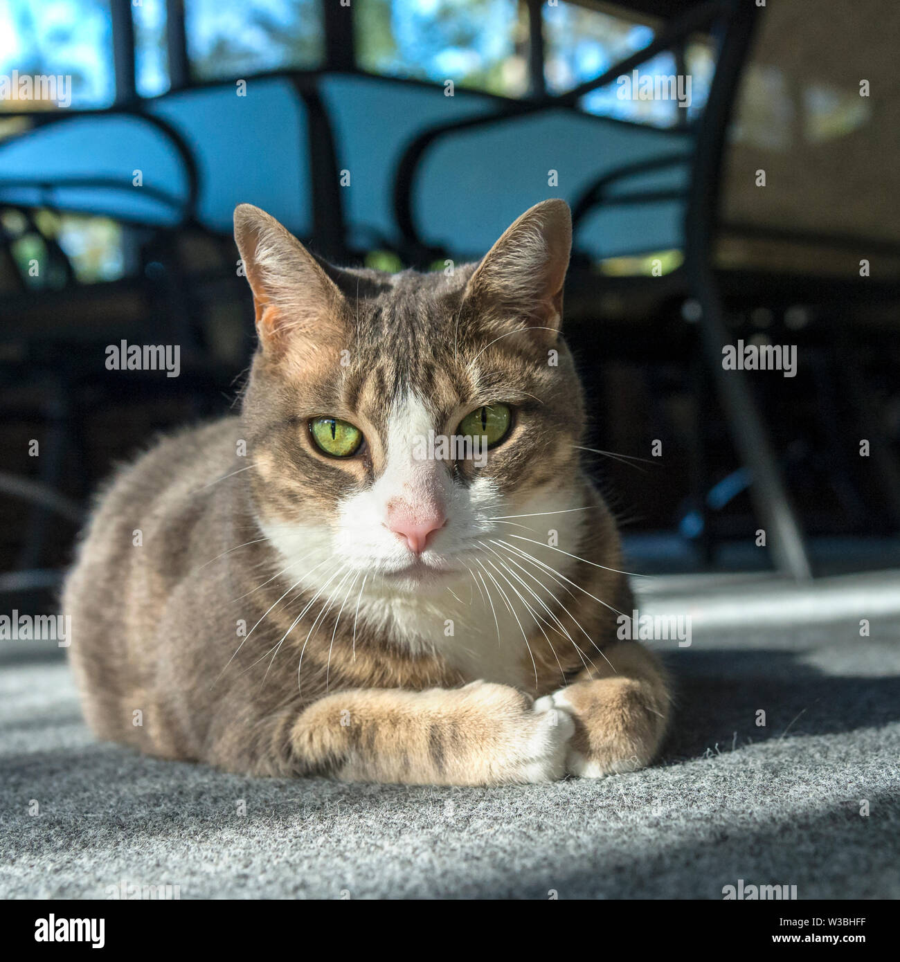 Augenhöhe Foto der Katze Festlegung auf dem Boden Stockfoto