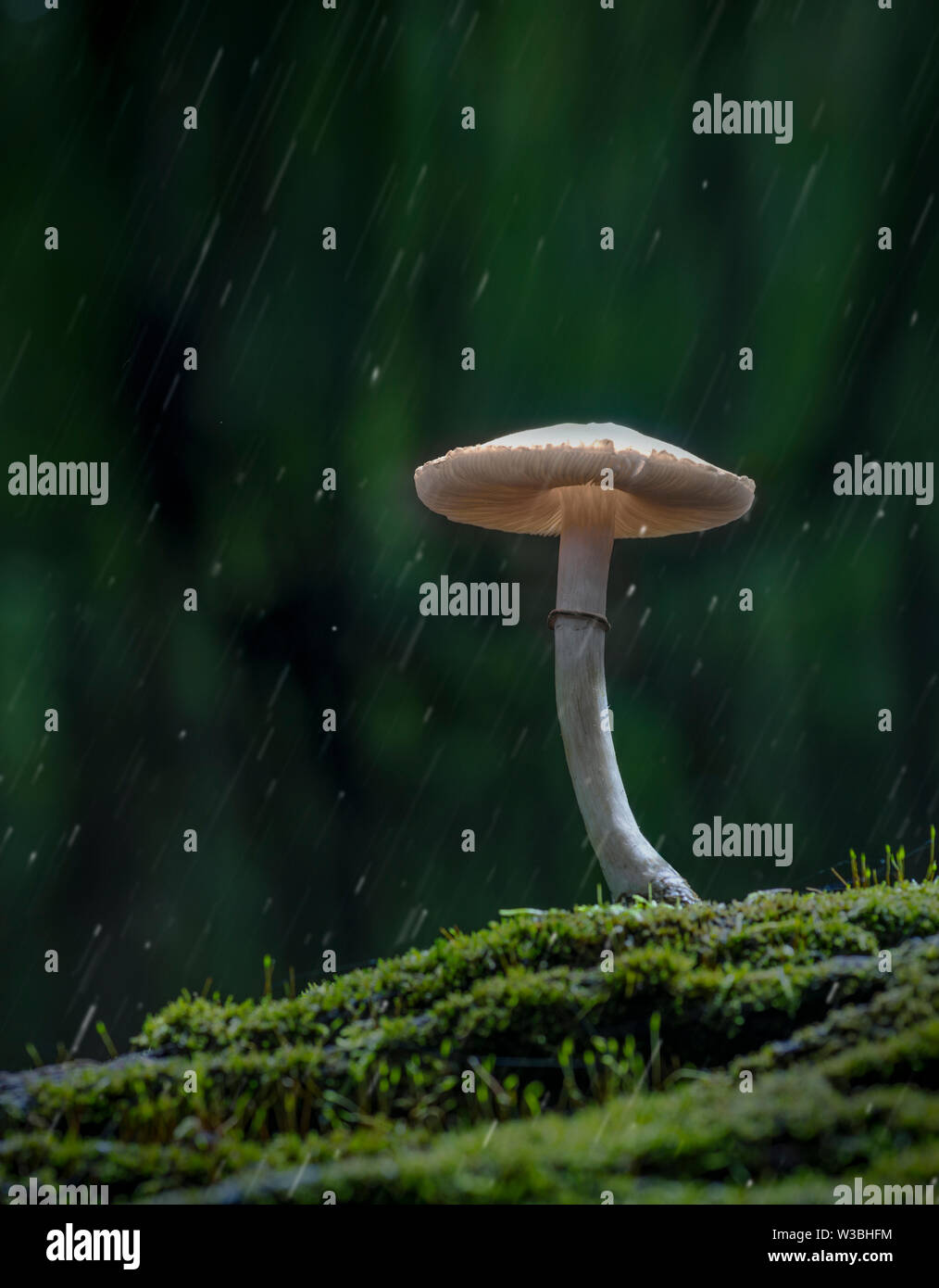 Weiß Pilz Im Wald mit Regen Stockfoto