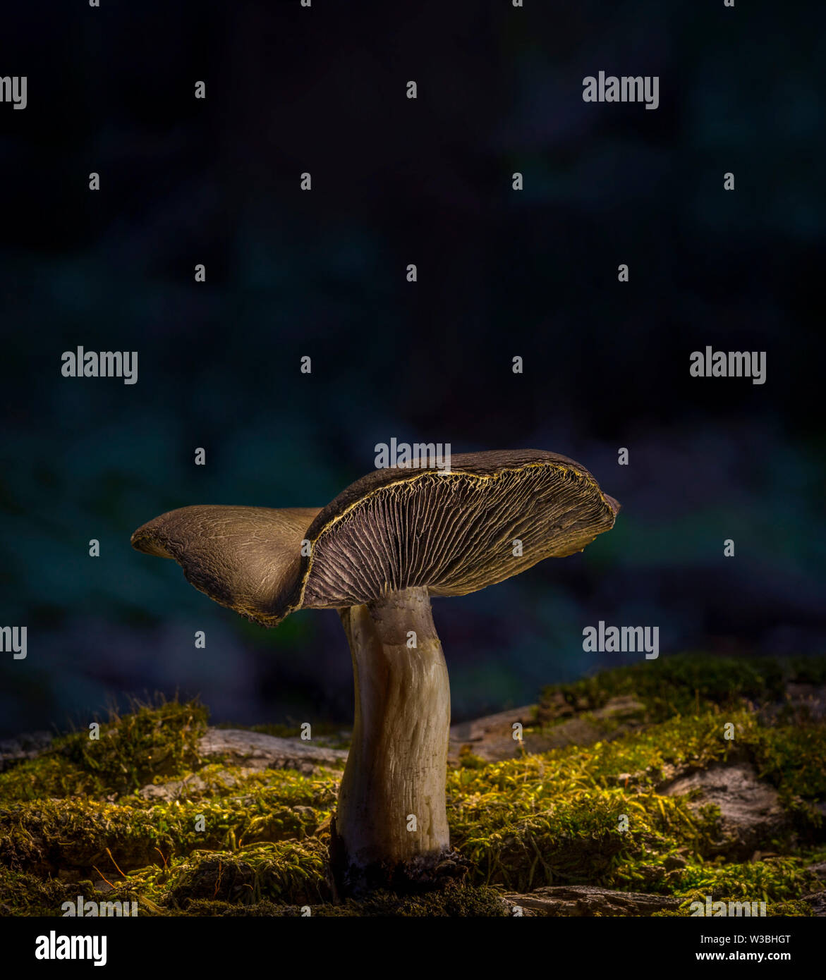 Pilz auf Moosigen Log In Wald, Pennsylvania, USA Stockfoto
