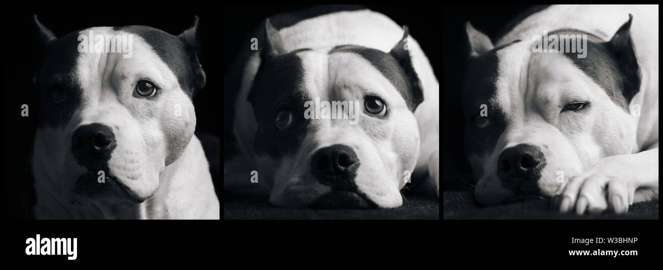 Ein Triptychon von einem American Staffordshire Terrier Hund studio Porträts Stockfoto