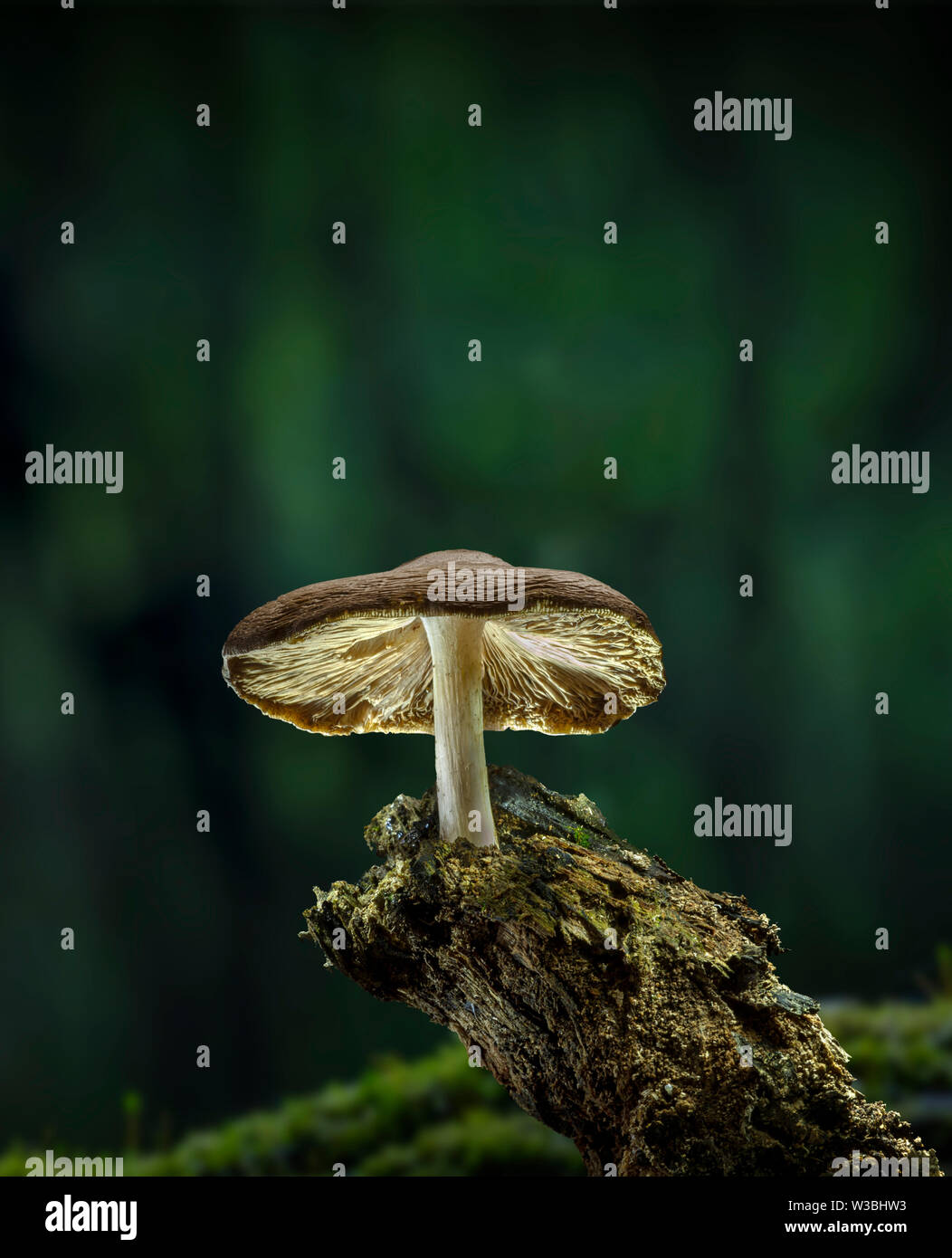 Pilz auf faulen Niederlassung im Wald, Pennsylvania, USA Stockfoto