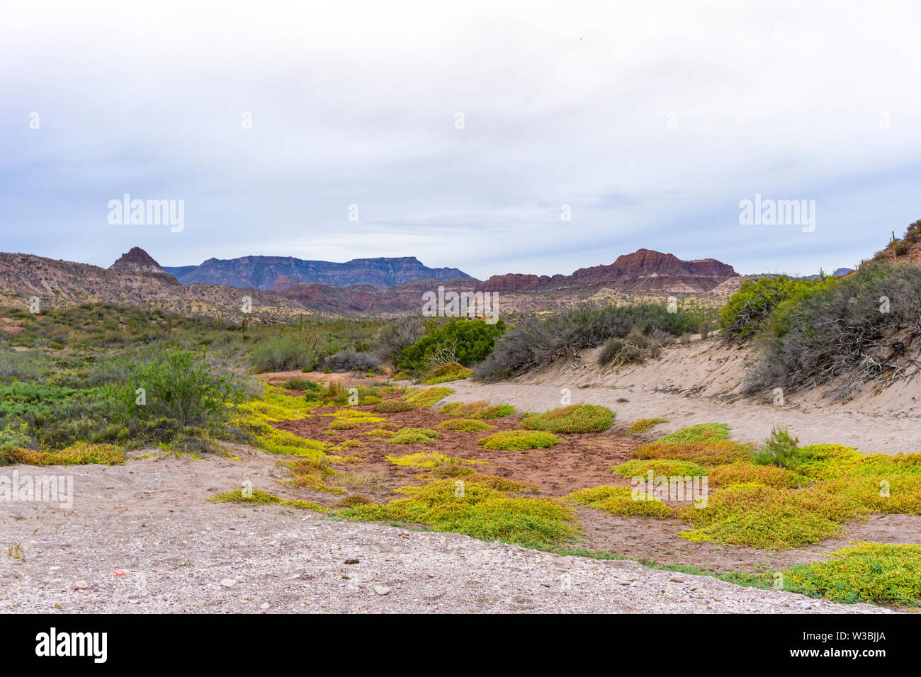 Blick in eine wüste Tal in Baja California, am frühen Abend Stockfoto