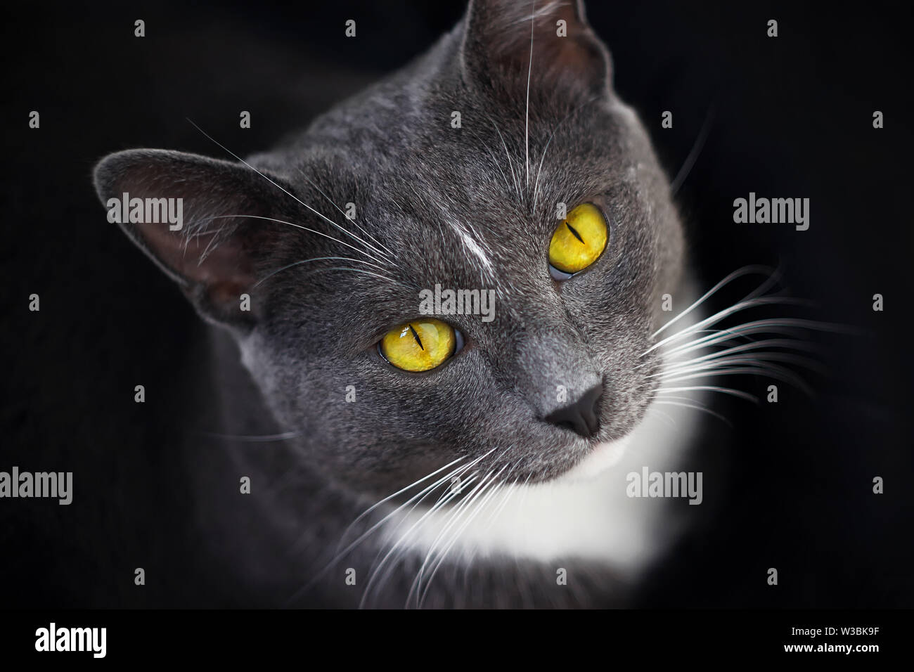 Katze Auge Schwarzer Fleck