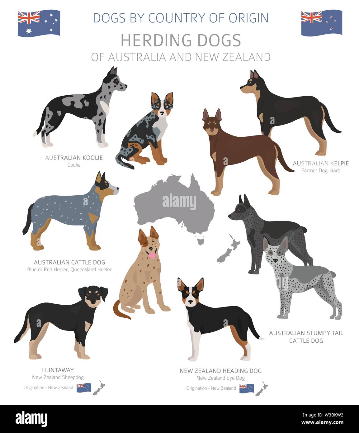 Hunde nach Herkunftsland. Australischen Hunderassen. Hirten, Jagd, Hüten, Spielzeug, Arbeiten und Service Hunde eingestellt. Vector Illustration Stock Vektor