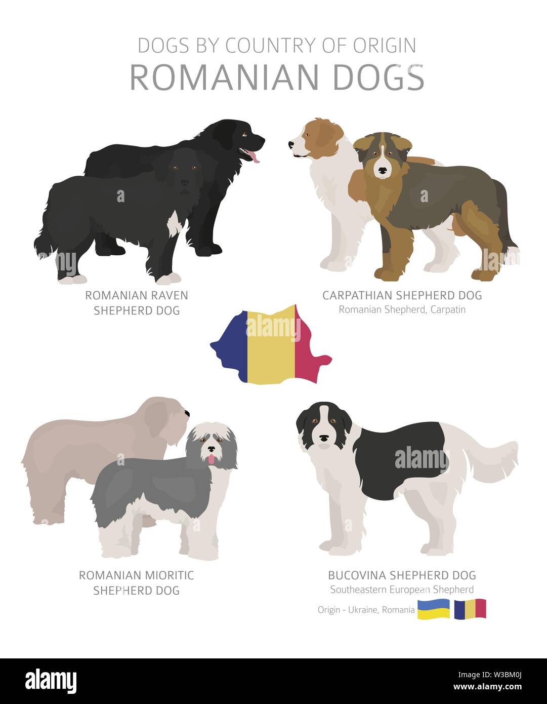 Hunde nach Herkunftsland. Rumänische Hunderassen. Hirten, Jagd, Hüten, Spielzeug, Arbeiten und Service Hunde eingestellt. Vector Illustration Stock Vektor