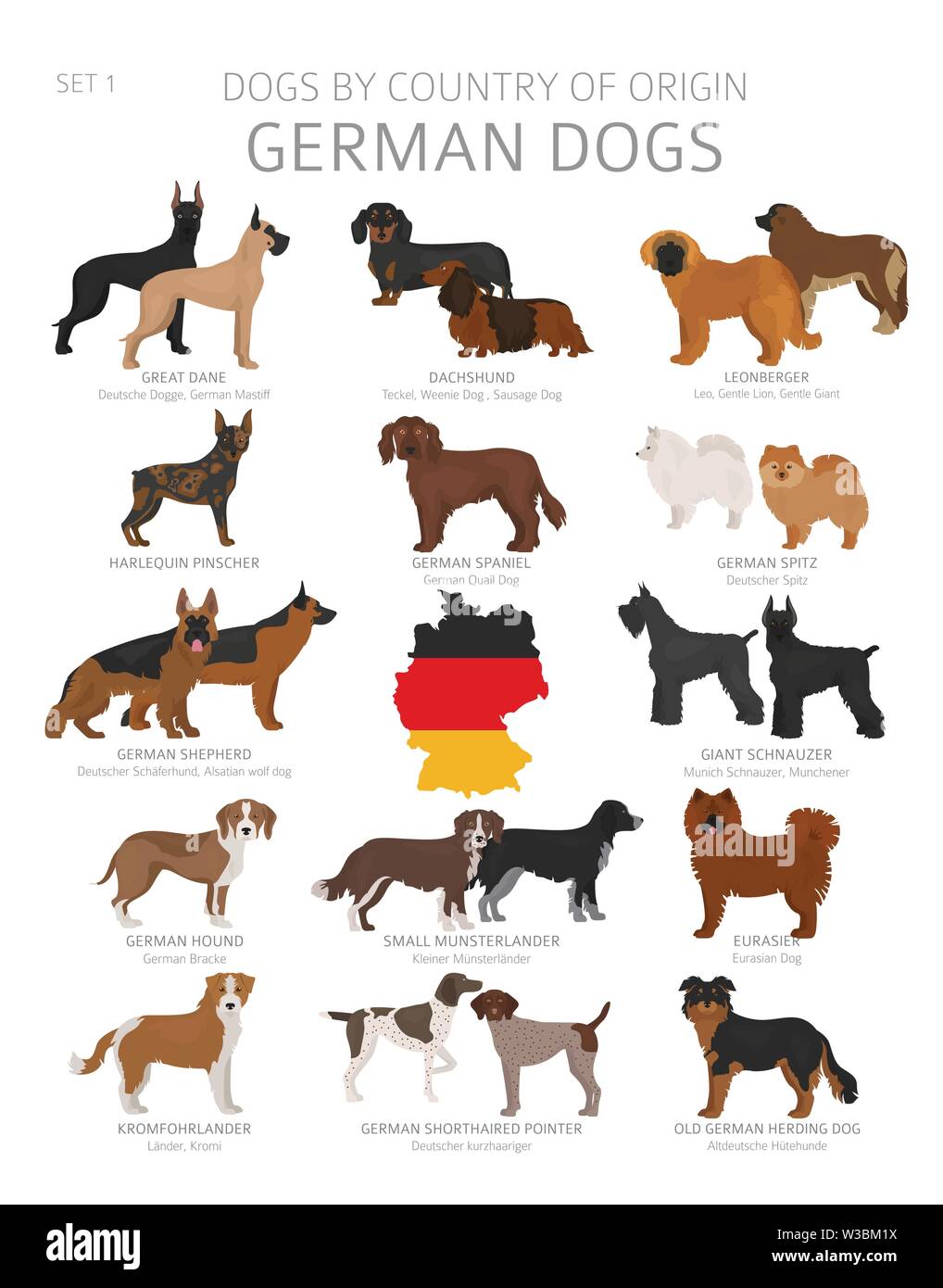 Hunde nach Herkunftsland. Deutsche Hunderassen. Hirten, Jagd, Hüten, Spielzeug, Arbeiten und Service Hunde eingestellt. Vector Illustration Stock Vektor