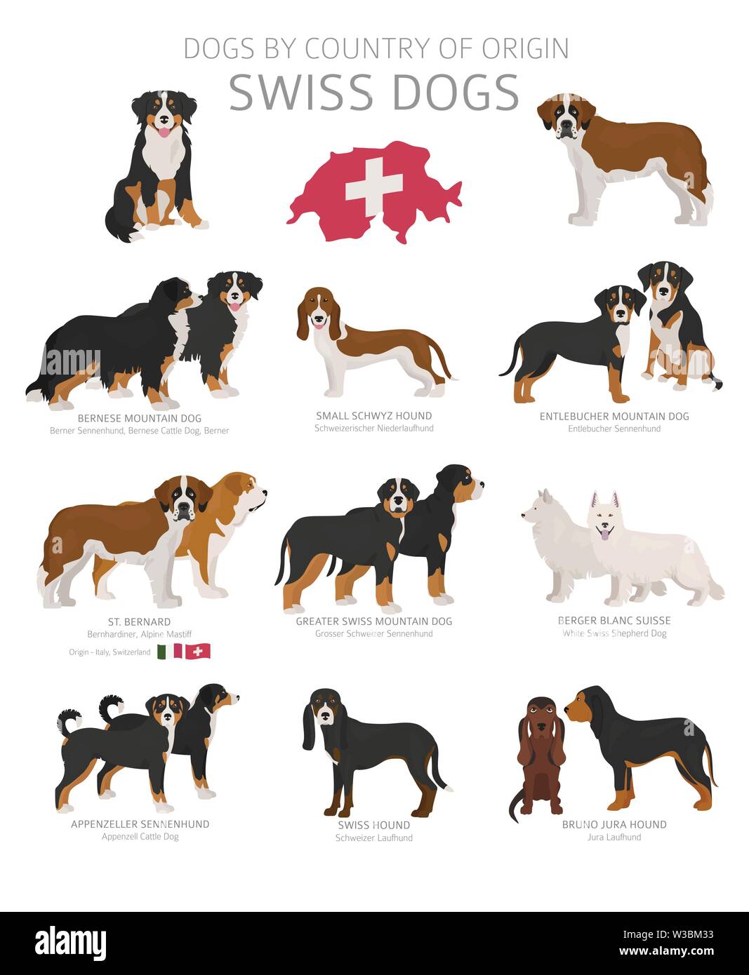 Hunde nach Herkunftsland. Schweizer Hunderassen. Hirten, Jagd, Hüten, Spielzeug, Arbeiten und Service Hunde eingestellt. Vector Illustration Stock Vektor