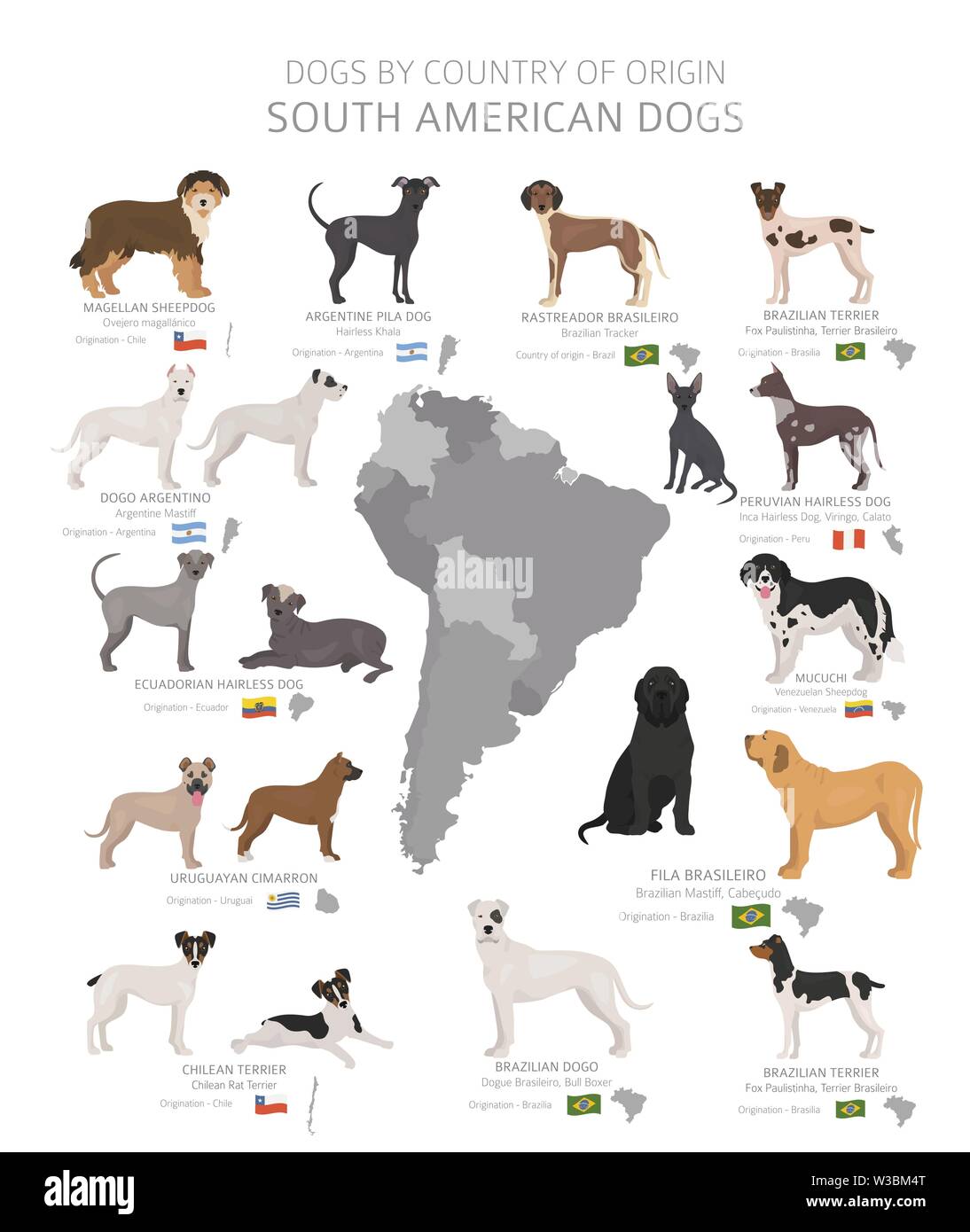 Hunde nach Herkunftsland. Südamerikanische Hunderassen. Hirten, Jagd, Hüten, Spielzeug, Arbeiten und Service Hunde eingestellt. Vector Illustration Stock Vektor