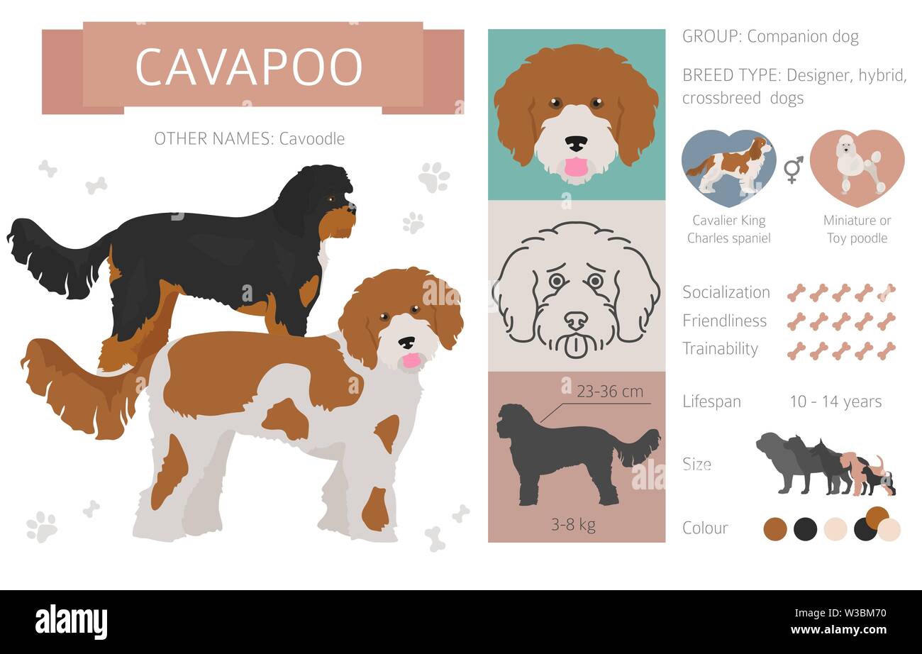 Designer, Enrage, hybrid mix Hunde Sammlung auf Weiß isoliert. Flat Style clipart eingestellt. Vector Illustration Stock Vektor