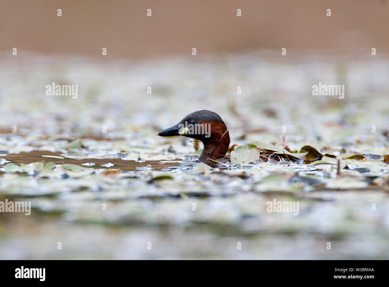 Zwergtaucher, tachybaptus ruficollis, diver Vogel Stockfoto