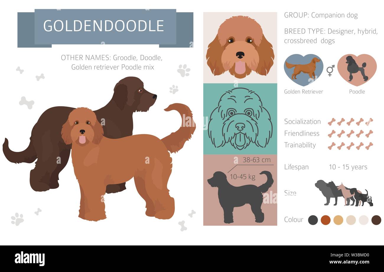 Designer, Enrage, hybrid mix Hunde Sammlung auf Weiß isoliert. Flat Style clipart eingestellt. Vector Illustration Stock Vektor