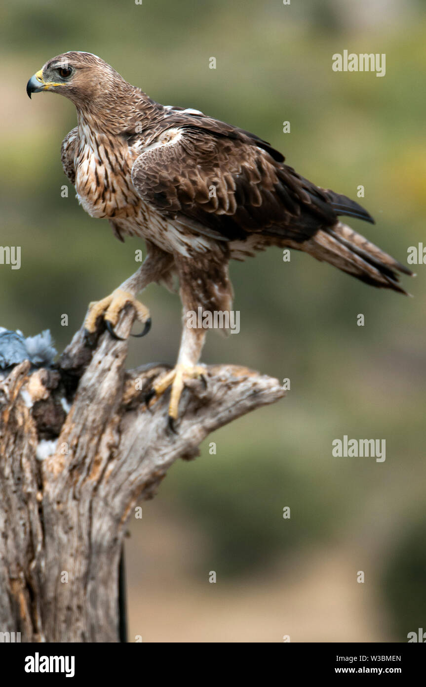 Seltene Vögel Bonelli eagle's auf einem Zweig - Aquila fasciata - Hieraaetus fasciatus Stockfoto