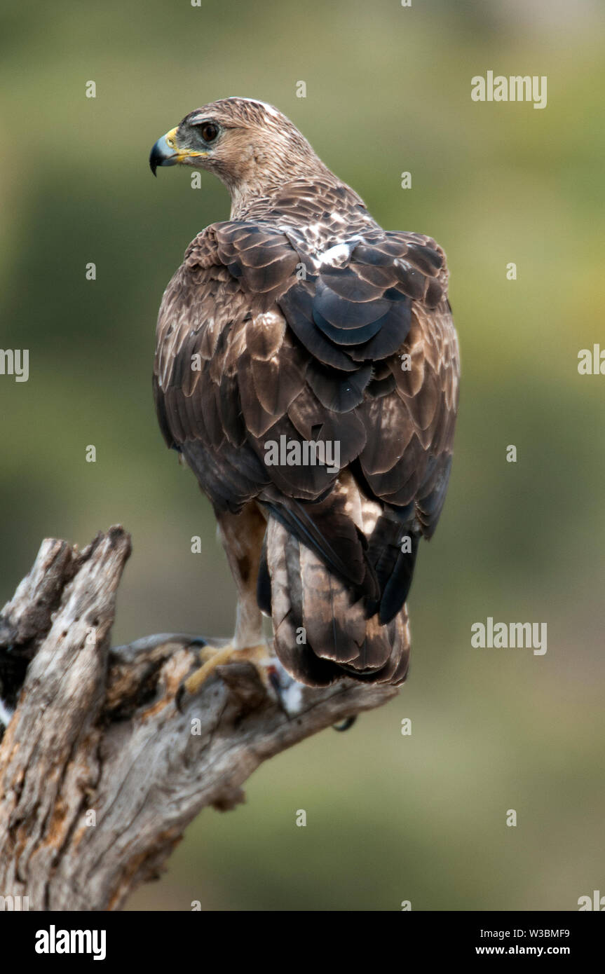Seltene Vögel Bonelli eagle's auf einem Zweig - Aquila fasciata - Hieraaetus fasciatus Stockfoto