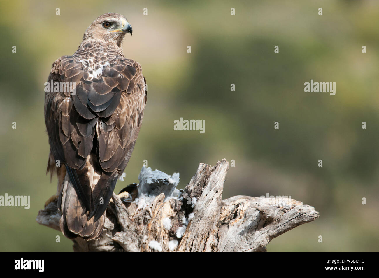 Seltene Vögel Bonelli eagle's auf einem Zweig - Aquila fasciata - Hieraaetus fasciatus Stockfoto