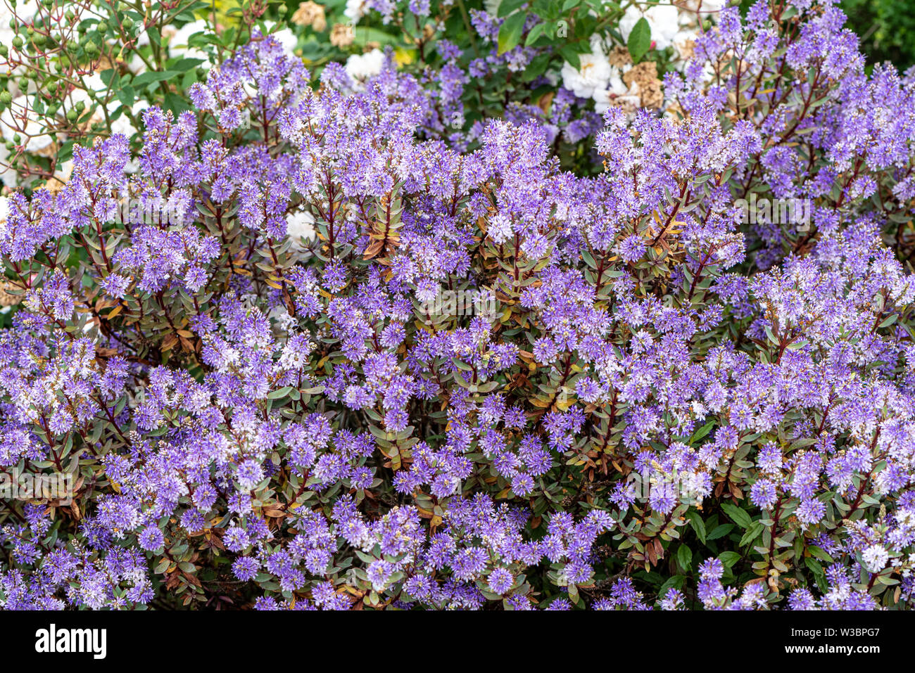 Hebe im Garten im Burbage, Wiltshire, Großbritannien Stockfoto