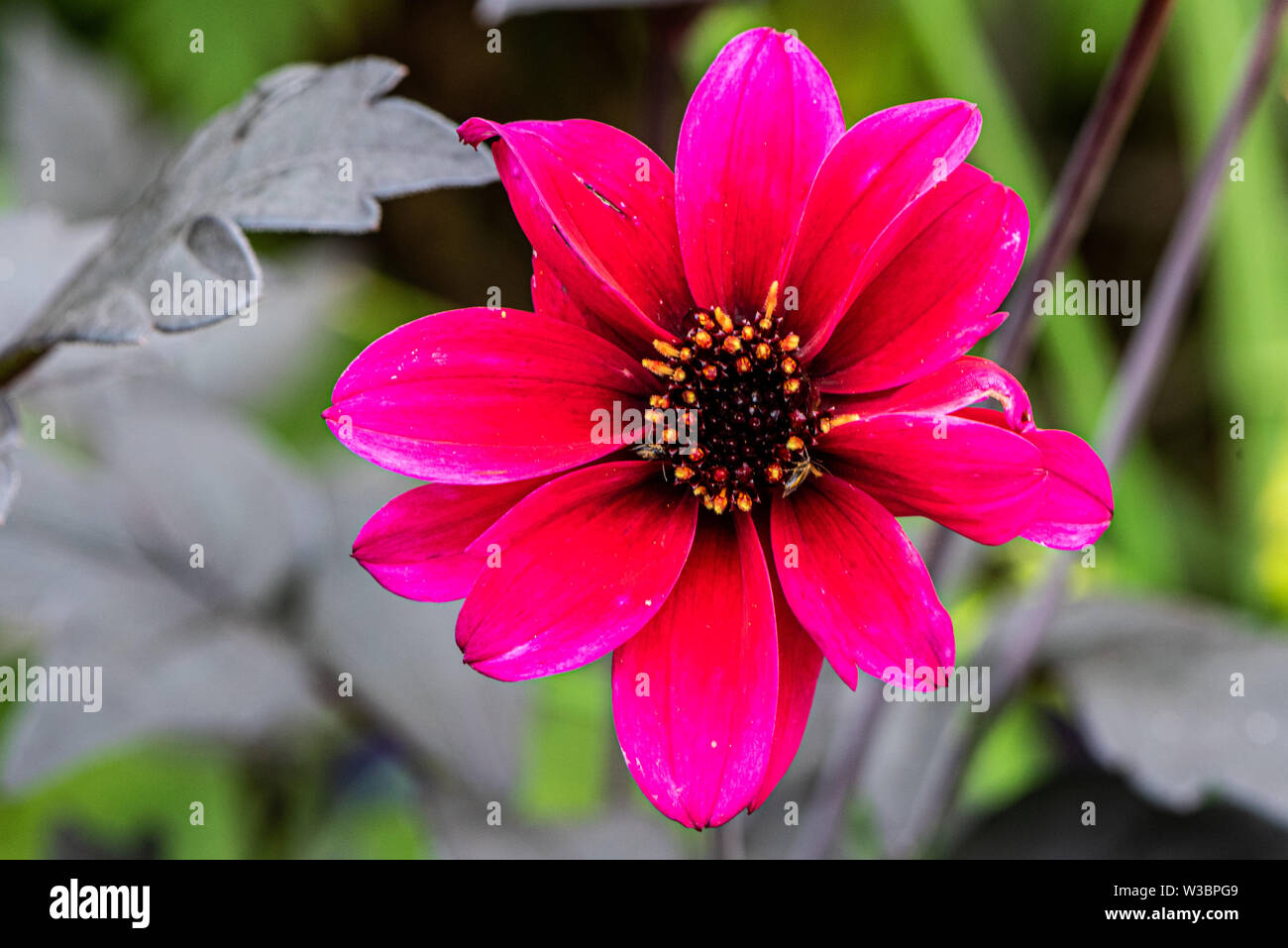 Rote dahlien im garten im Burbage, Wiltshire, Großbritannien Stockfoto
