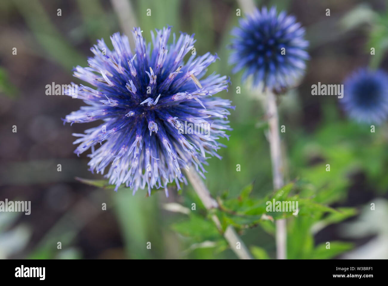 Echinops sphaerocephalus, Kugel-thistle Blumen Makro Stockfoto